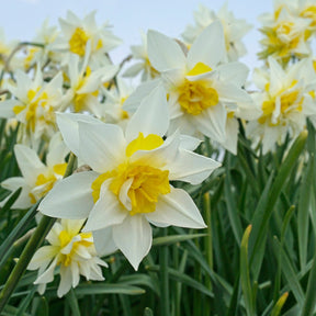 Argent - Narcissus - Fluwel