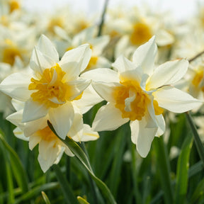 Argent - Narcissus - Fluwel