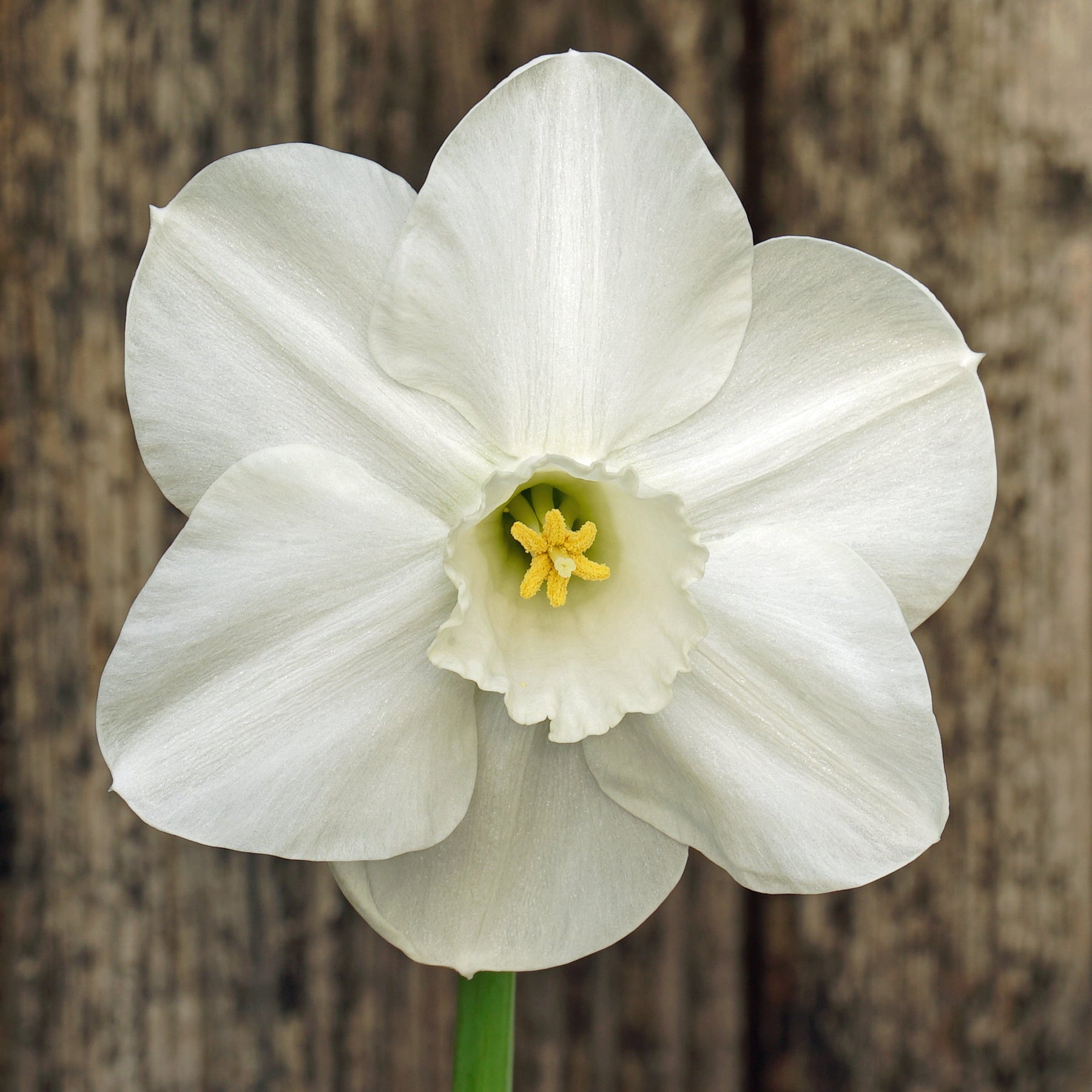 Ashton Wold - Special Narcissus - Fluwel