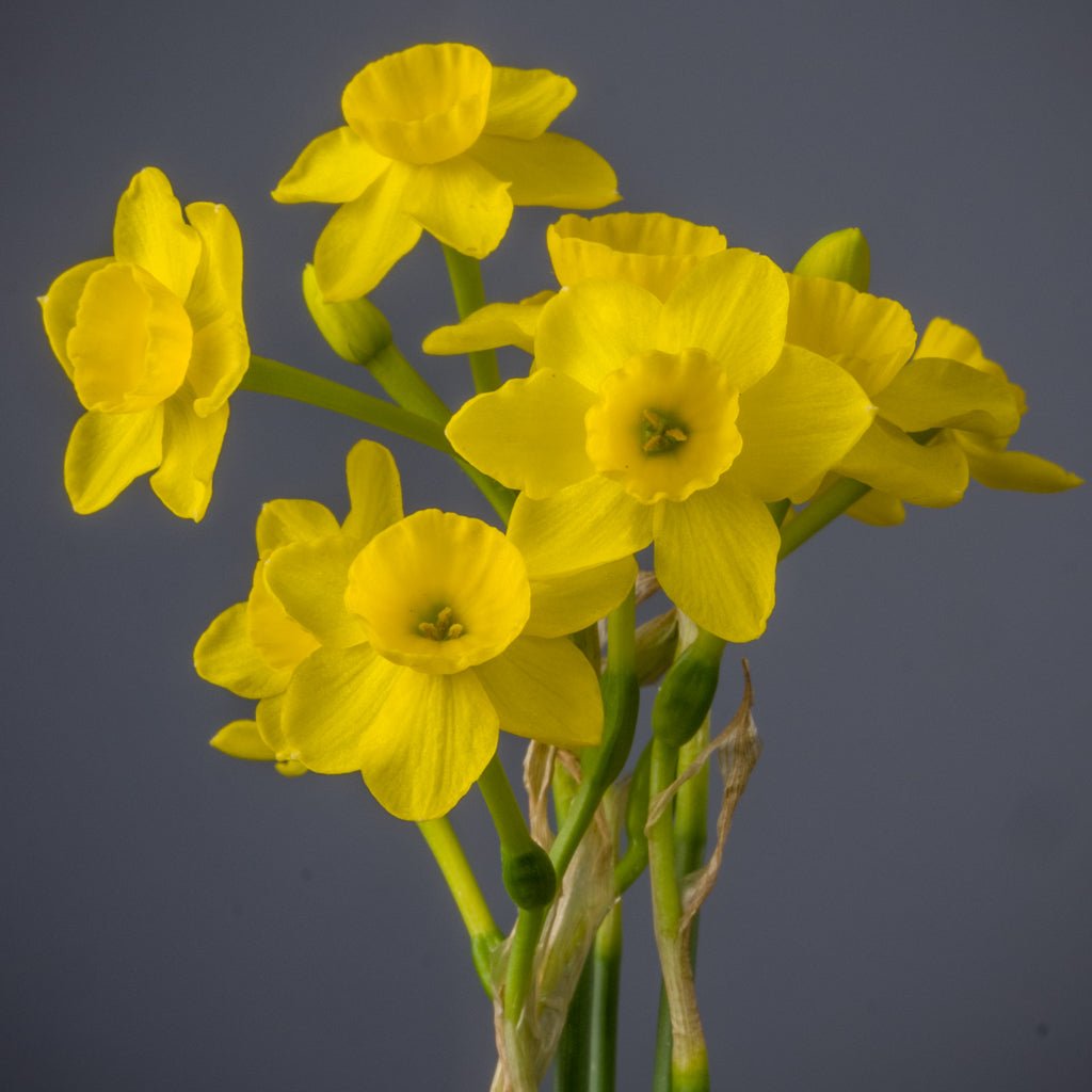 assoanus - Special Narcissus - Fluwel