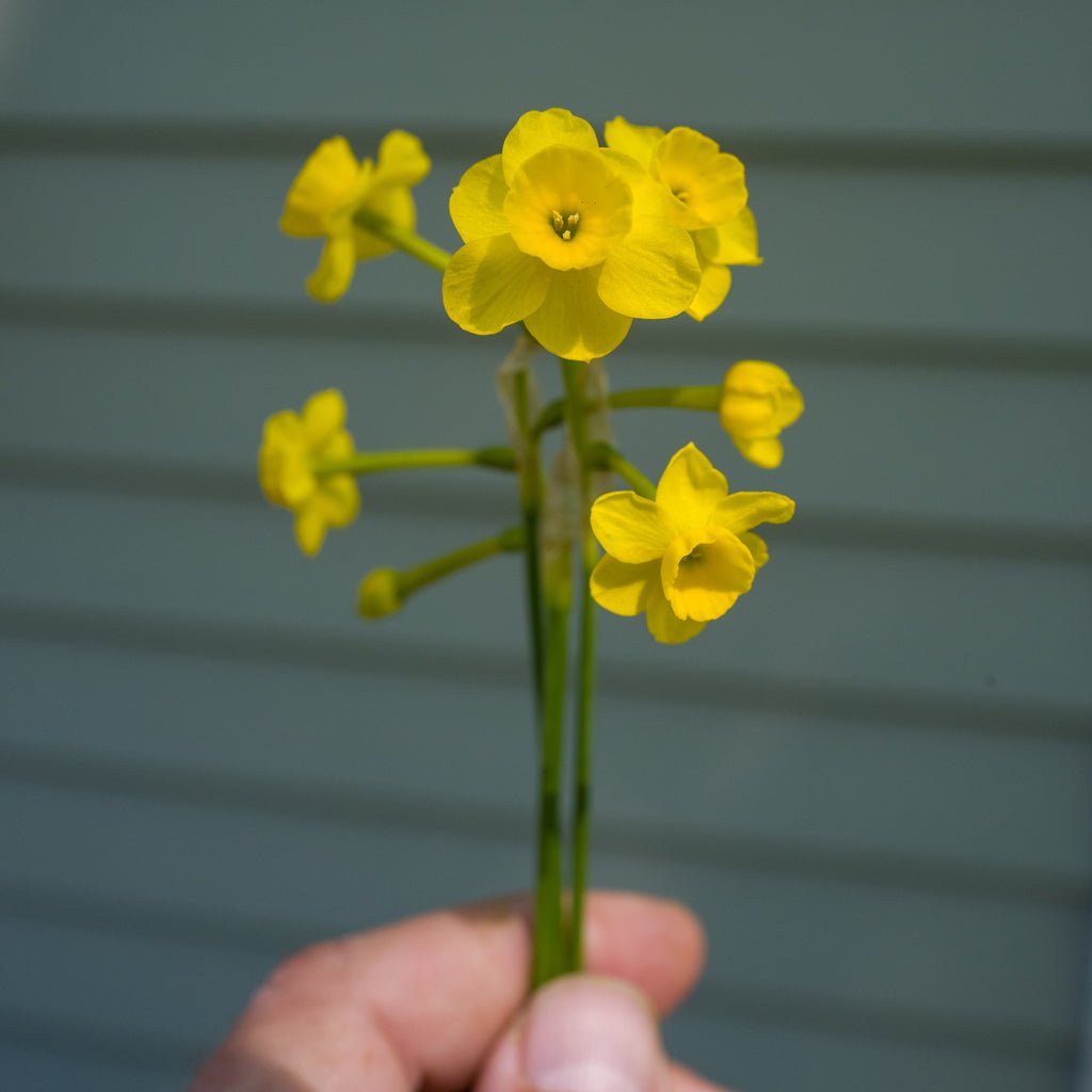 assoanus - Special Narcissus - Fluwel