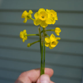 assoanus - Special Narcissus - Fluwel