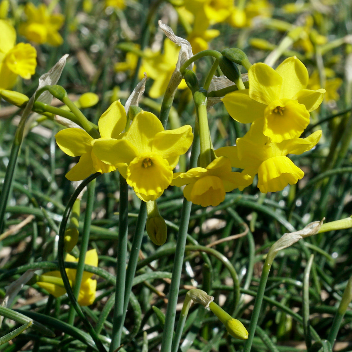 assoanus - gele Species narcis - Fluwel
