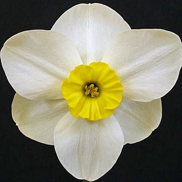 Astrid's Memory - Special Narcissus - Fluwel