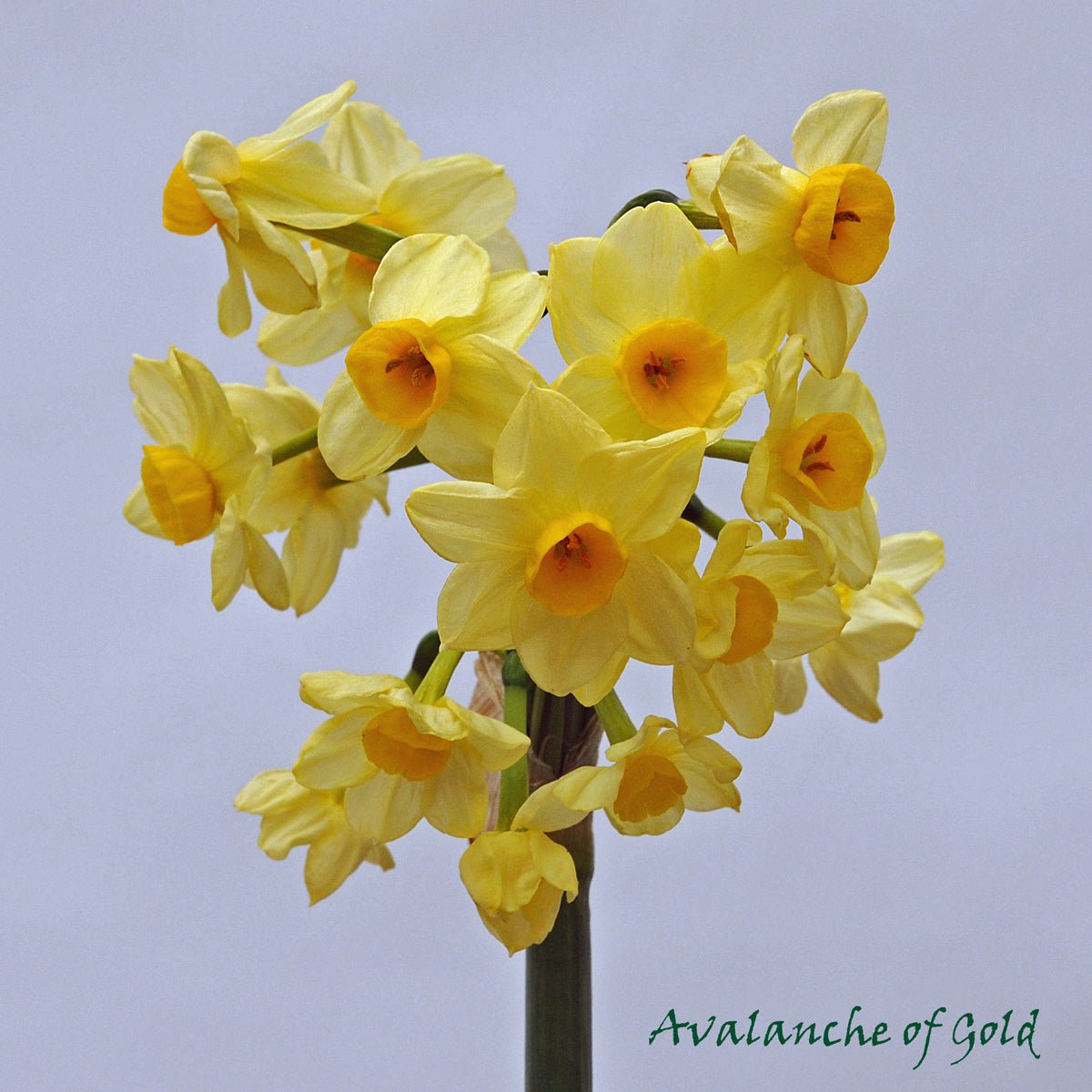 Avalanche of Gold - Narcissus - Fluwel