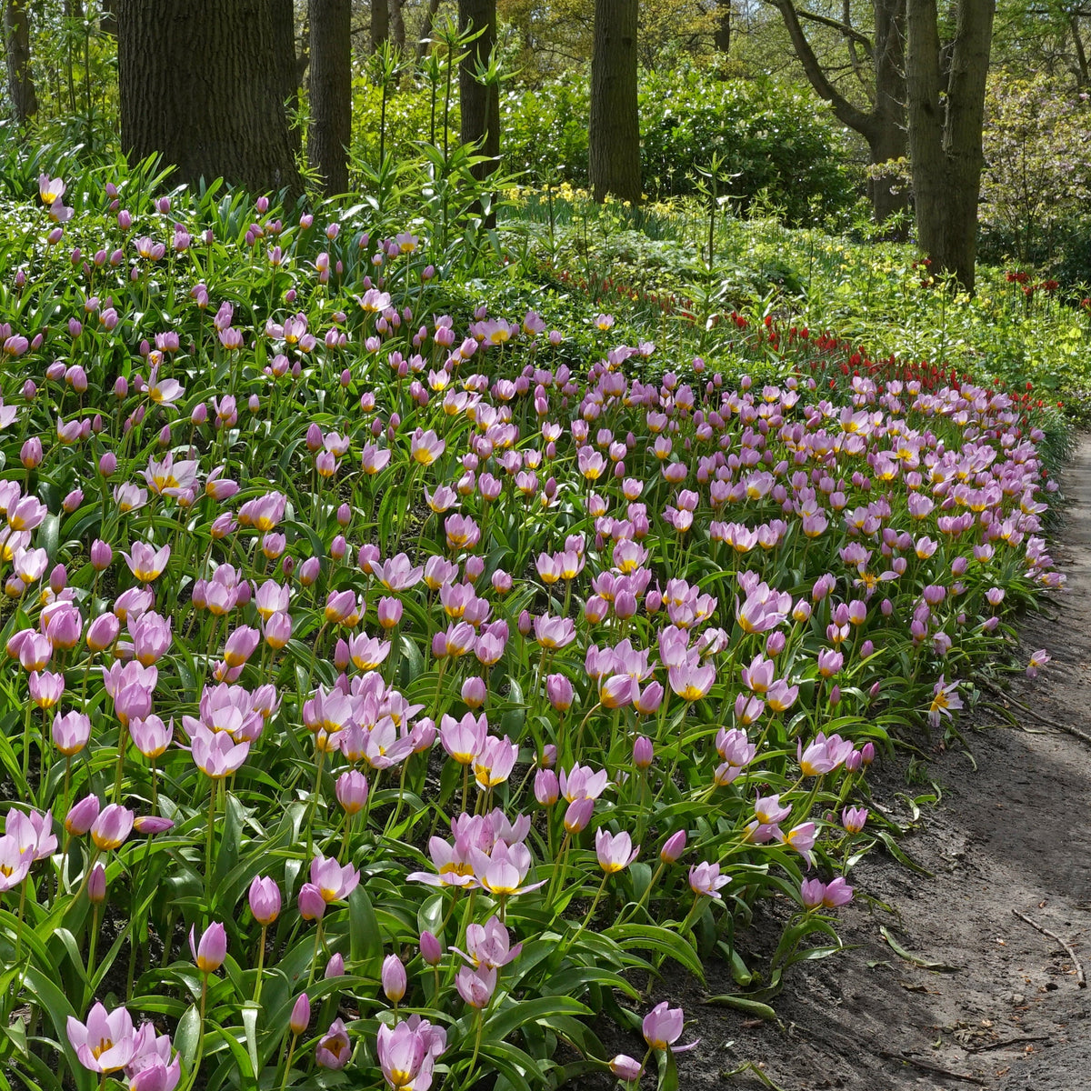 Roze tulp Bakeri Lilac Wonder - Fluwel