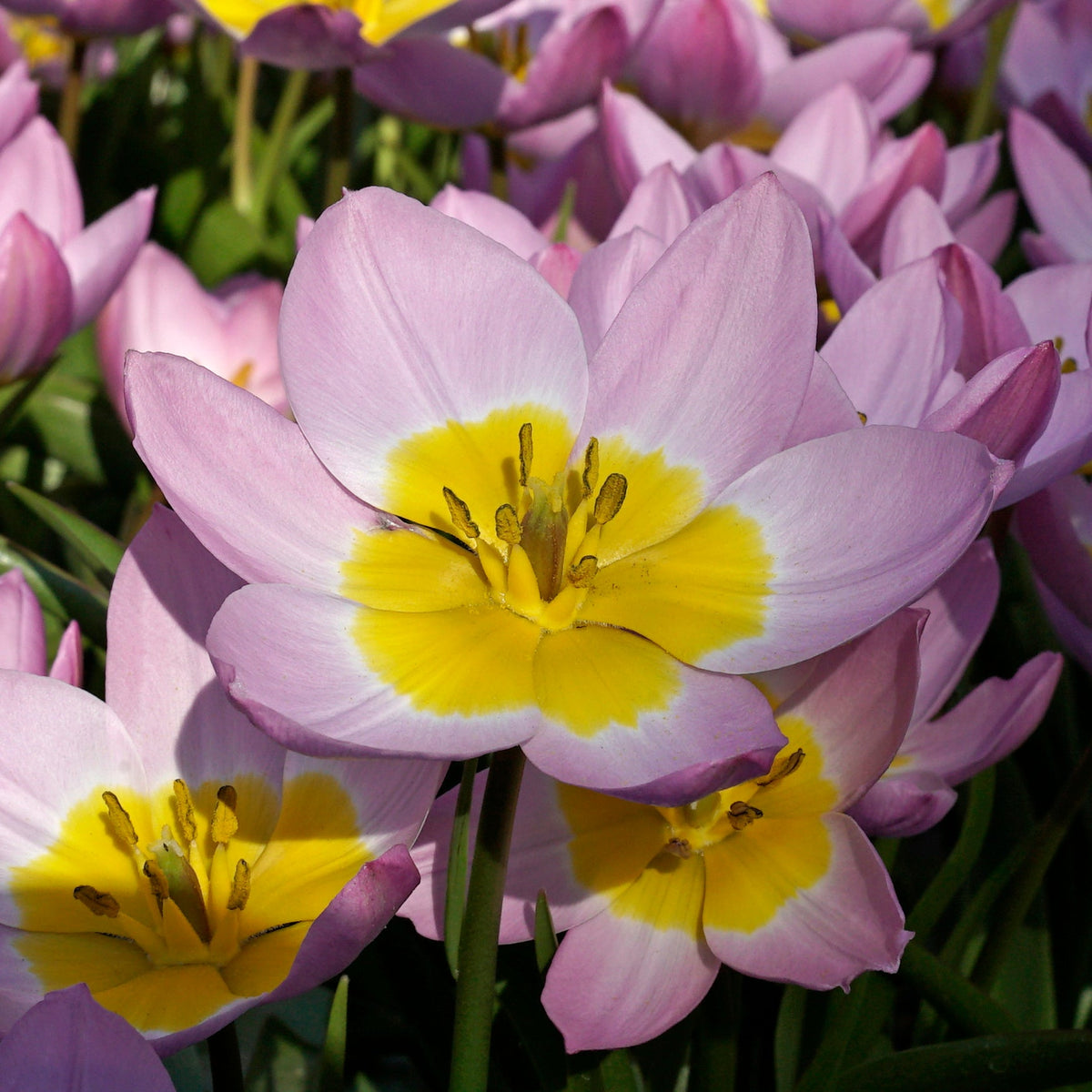 Bakeri Lilac Wonder - Tulips - Fluwel