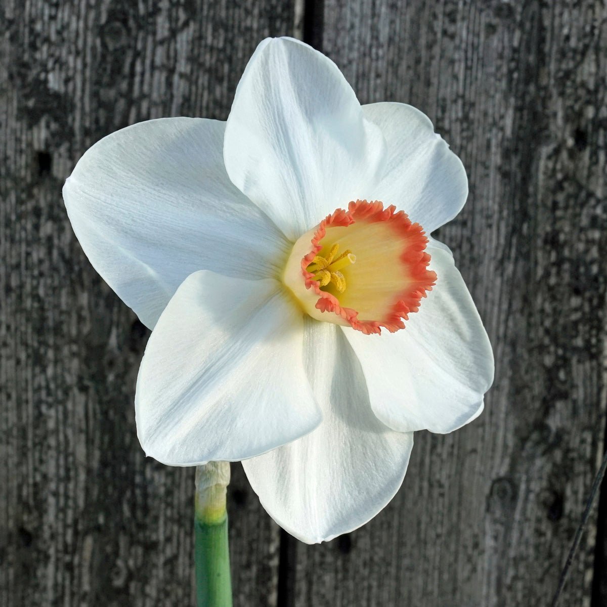 Beautiful Choice - Special Narcissus - Fluwel