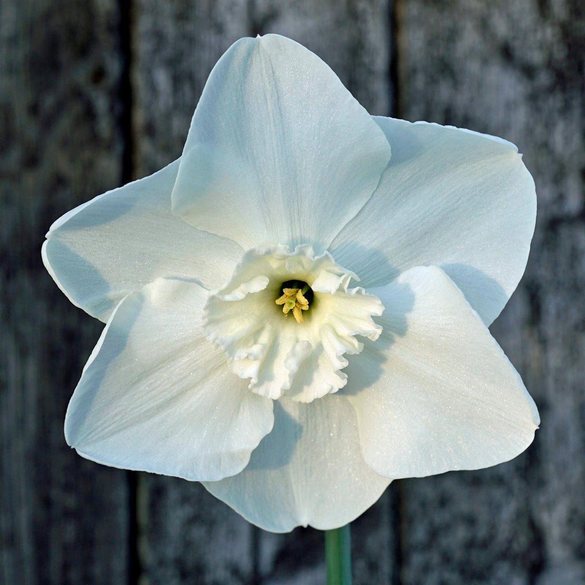 Beautiful Dream - Narcissus - Fluwel