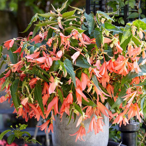 Begonia boliviensis San Francisco - Begonias - Fluwel