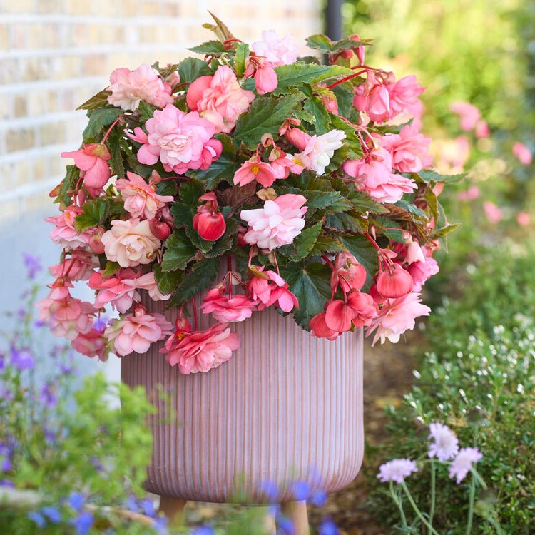 Begonia Cascade Florence - Begonias - Fluwel