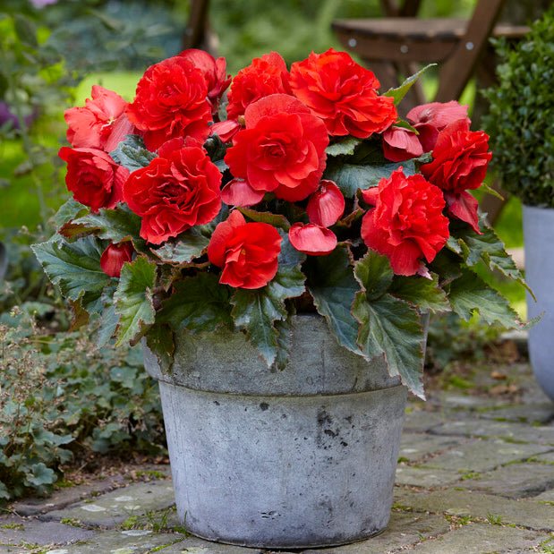 Begonia Cascade Odorosa Red Sunset - Begonias - Fluwel