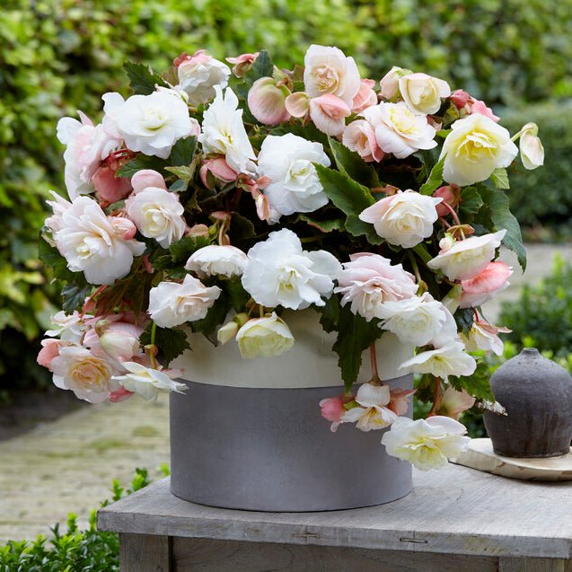 Begonia Cascade Odorosa White Blush - Begonias - Fluwel
