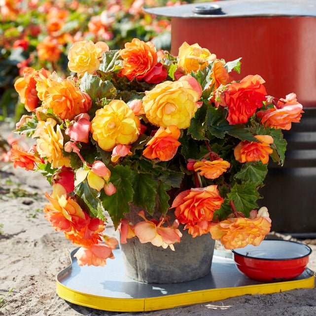 Begonia Cascade Sunray - Begonias - Fluwel