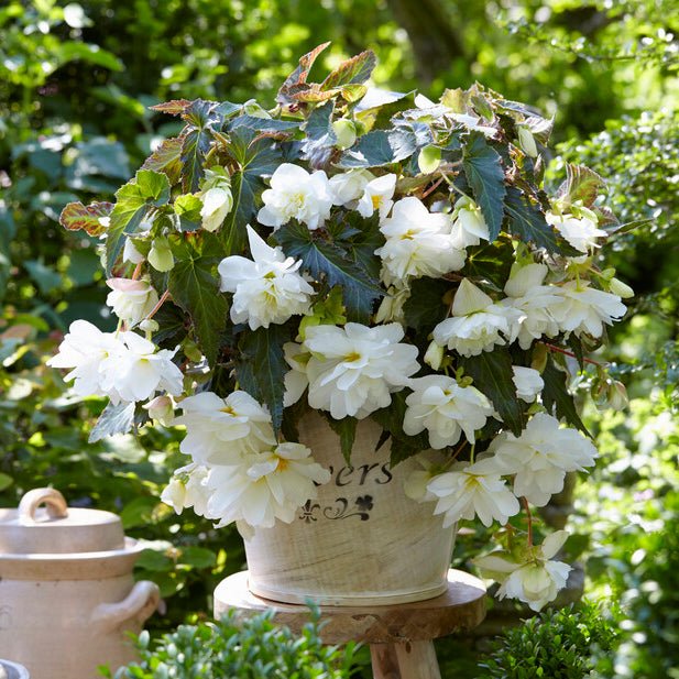 Begonia Illumination White - Begonias - Fluwel