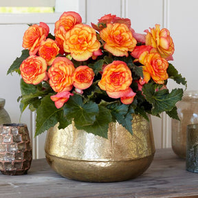 Begonia On Top Sunglow - Begonias - Fluwel