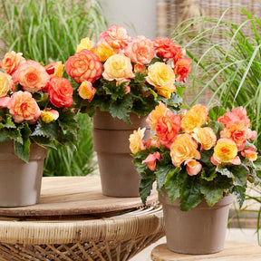 Begonia On Top Sunset Shades - Begonias - Fluwel
