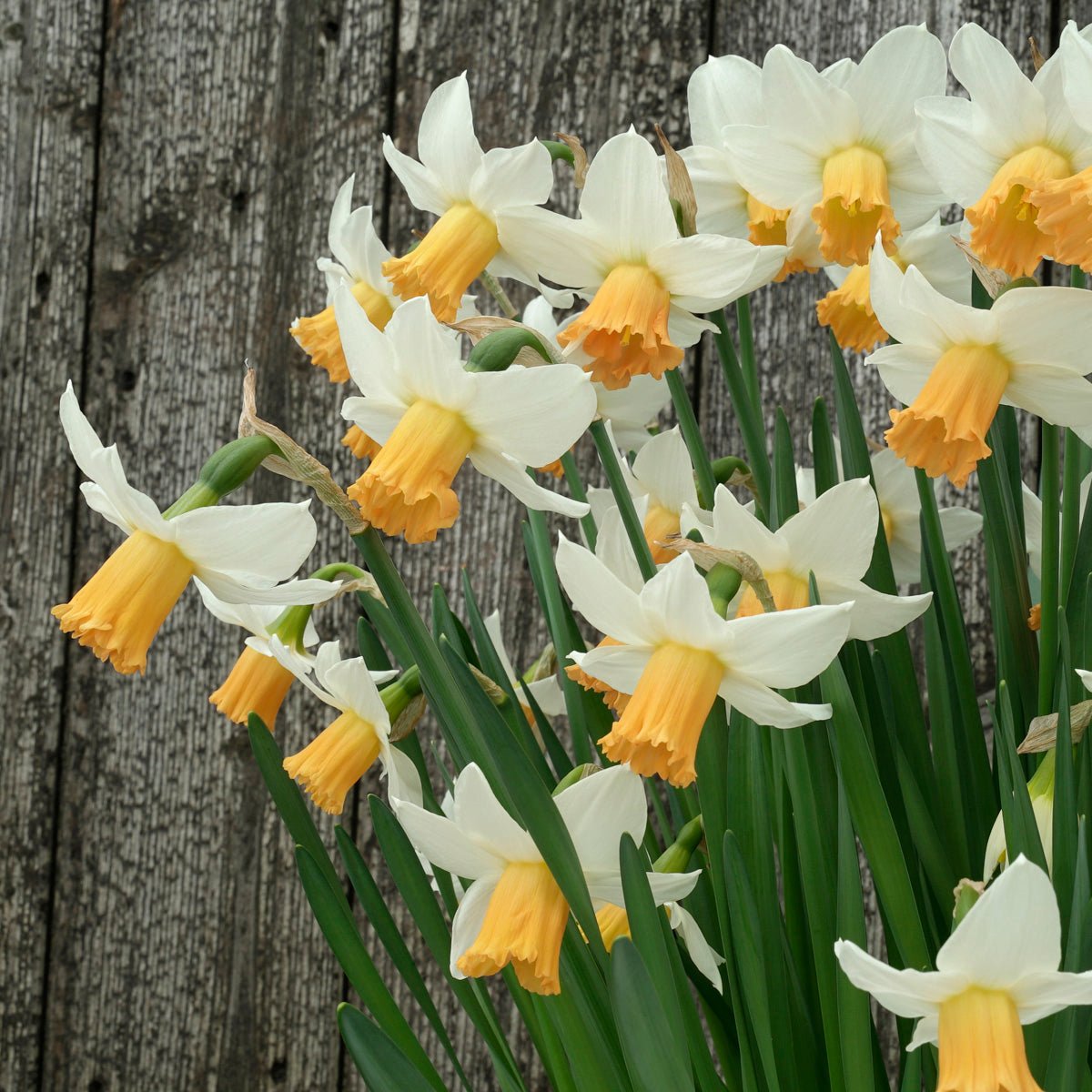 Bell Fly - Special Narcissus - Fluwel