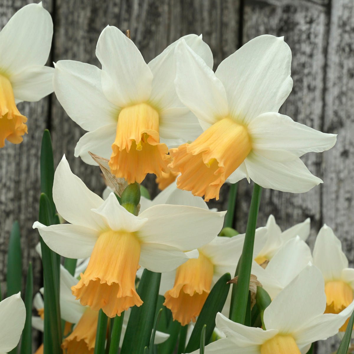 Bell Fly - Special Narcissus - Fluwel