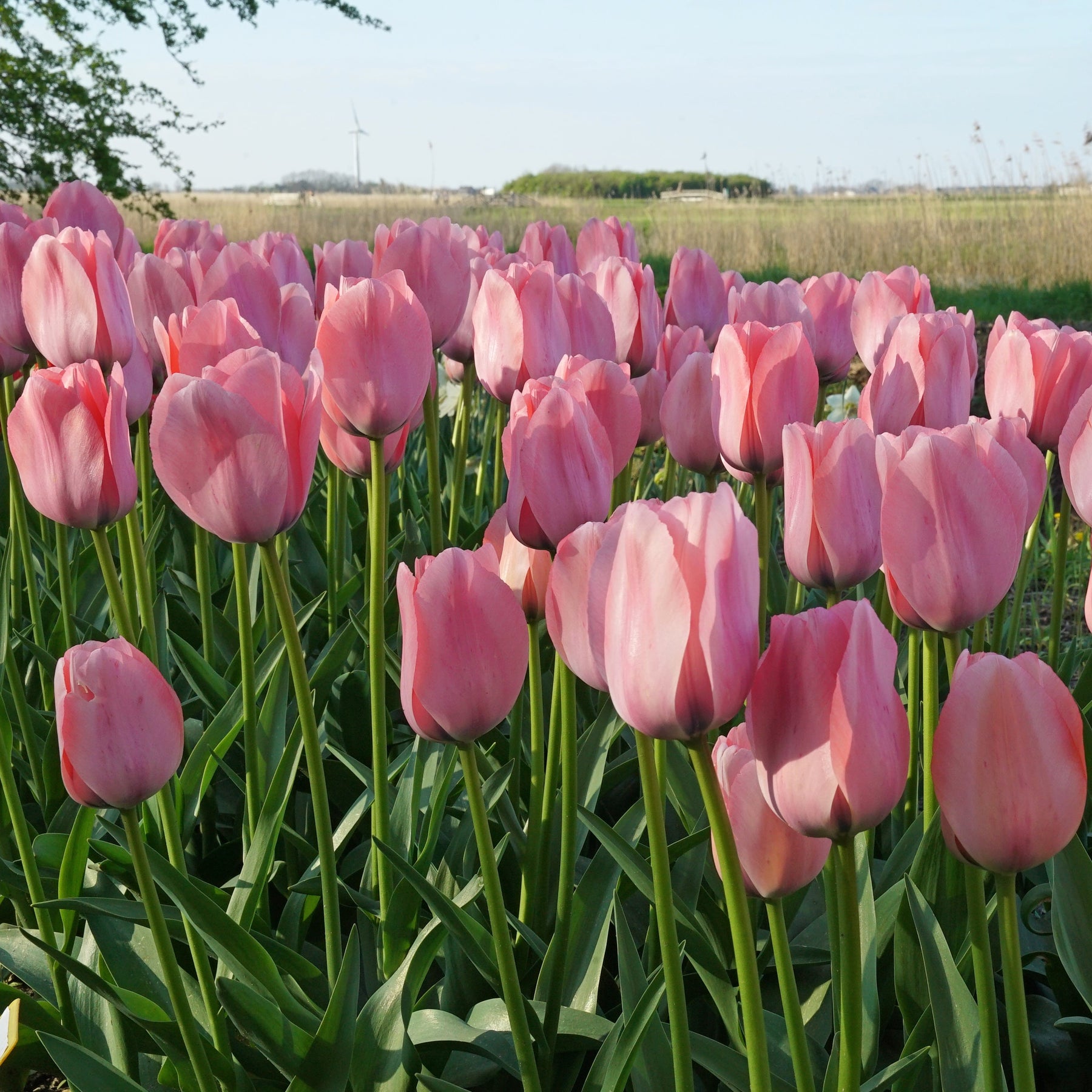 Bella Blush - Tulips - Fluwel