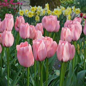 Bella Blush - Tulips - Fluwel