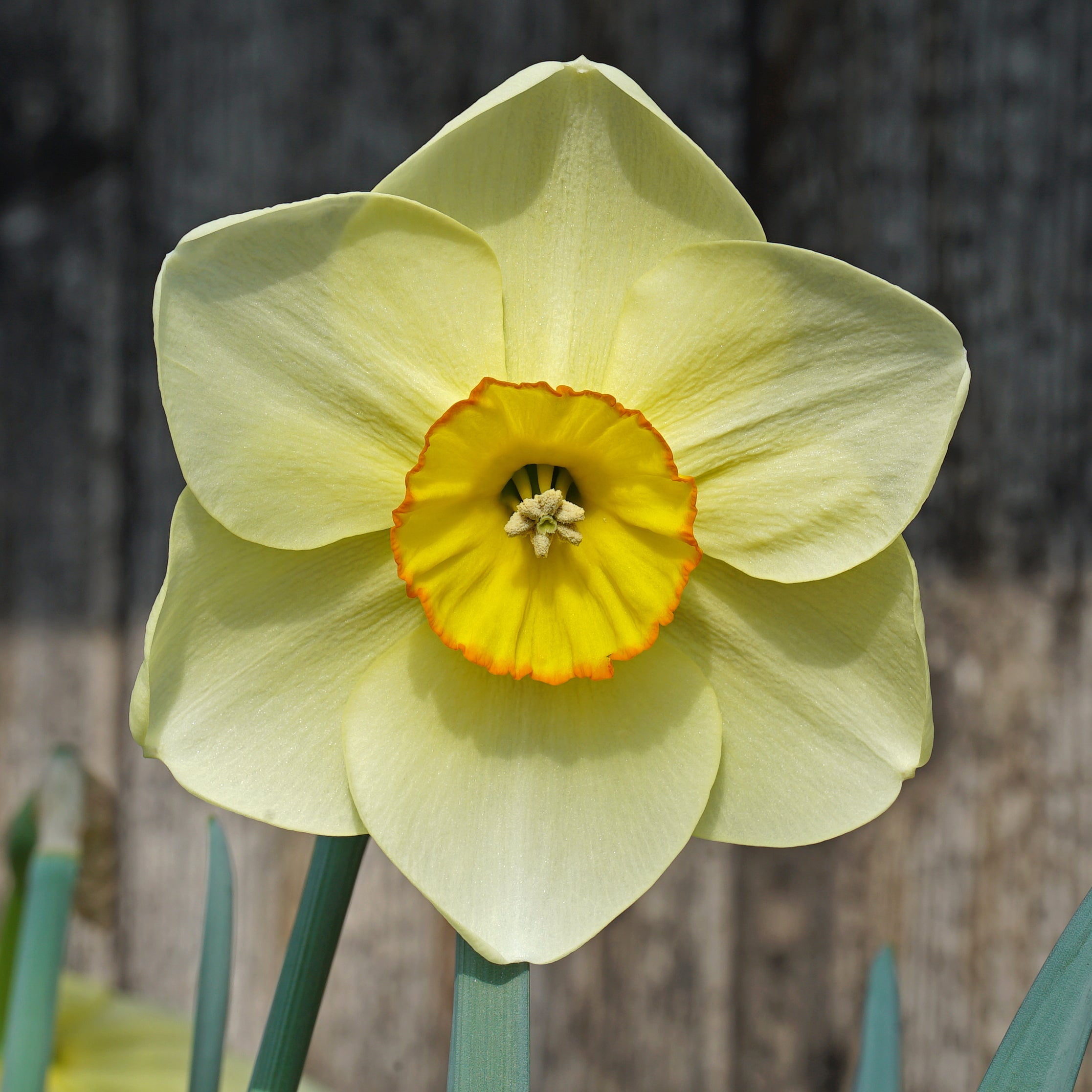 Best Friend - Special Narcissus - Fluwel