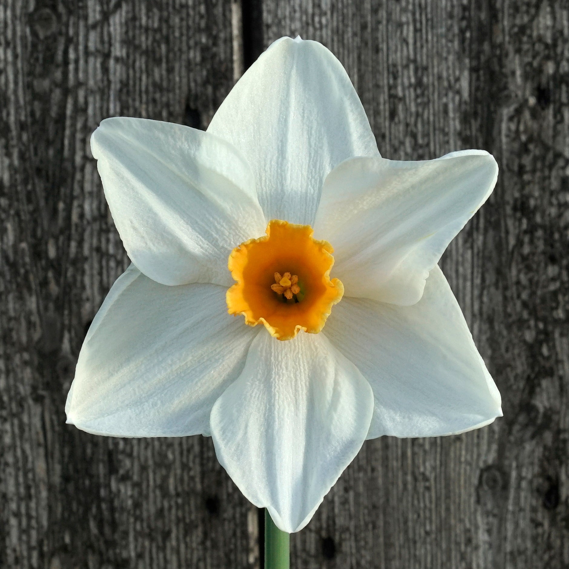 Bestie - Special Narcissus - Fluwel
