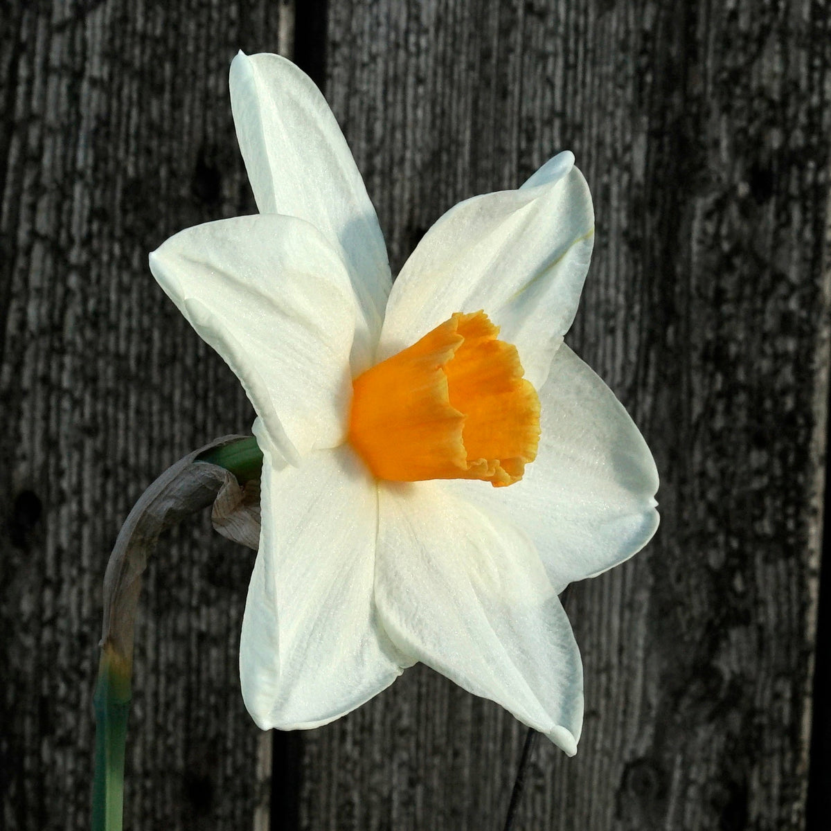 Bestie - wit-oranje-rode Large-cupped narcis - Fluwel