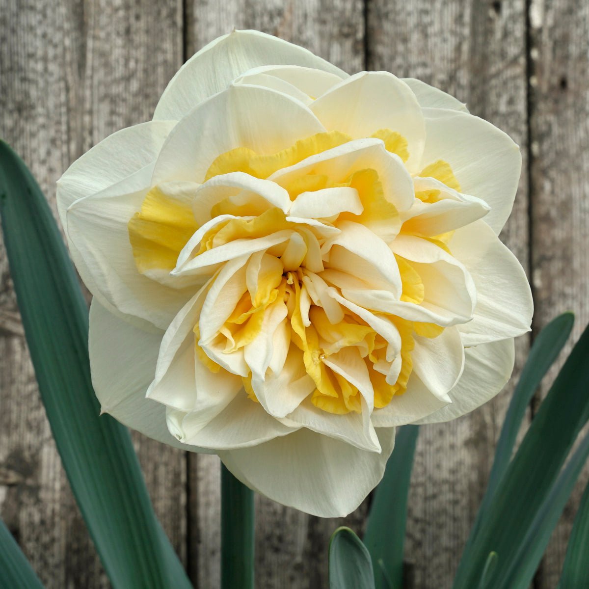 Big Girl - Special Narcissus - Fluwel