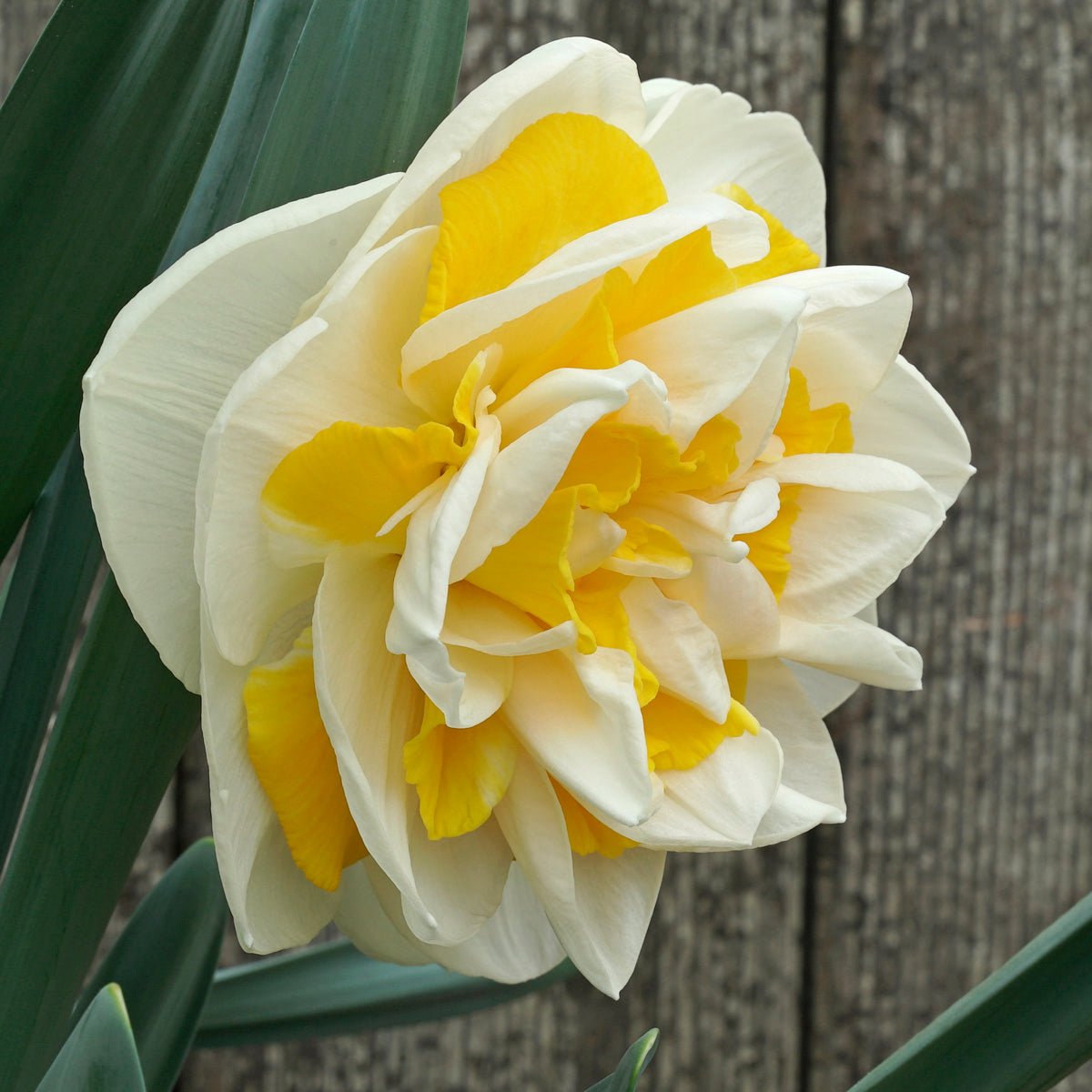Big Girl - Special Narcissus - Fluwel