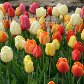 Big Ups® - Mixes - Fluwel