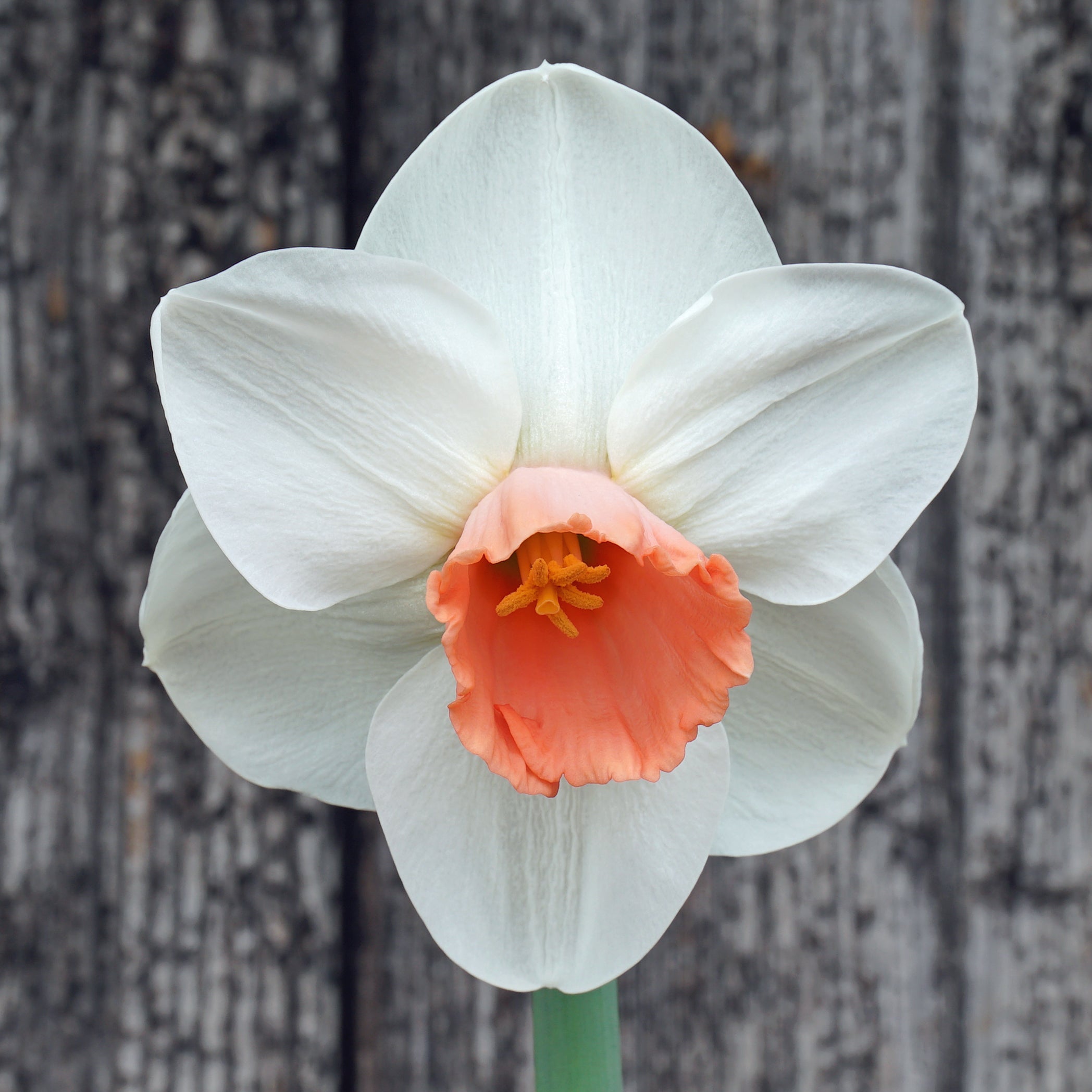 Birky - Special Narcissus - Fluwel