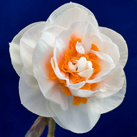 Blossom Lady - Special Narcissus - Fluwel