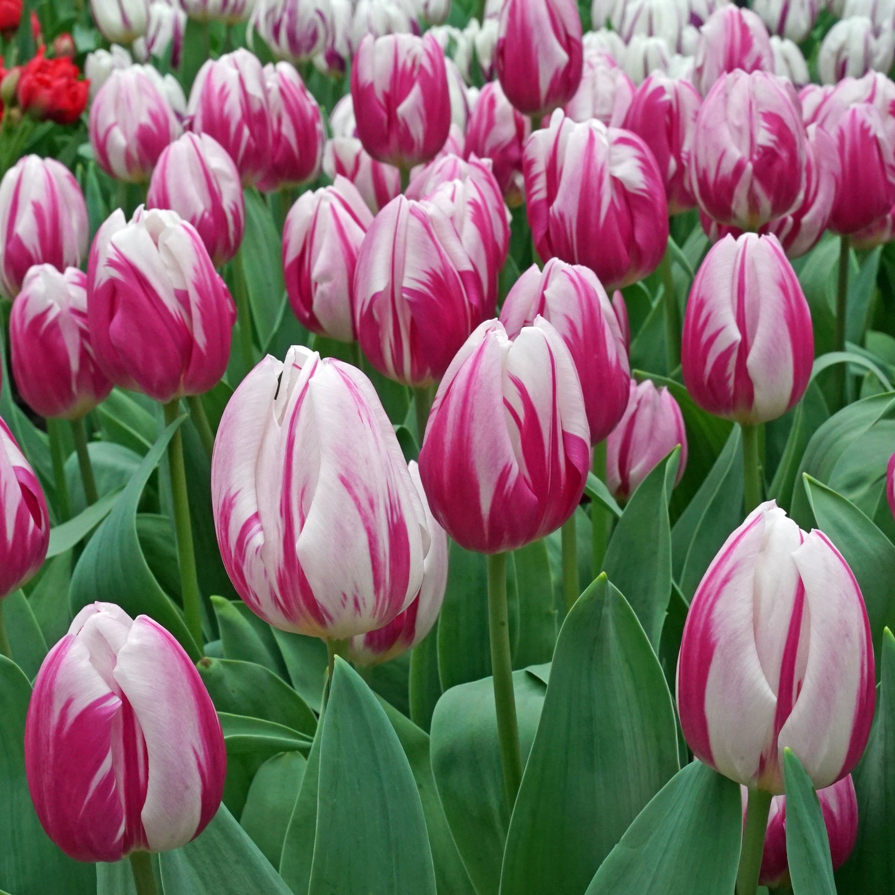 Bojangles - Tulips - Fluwel