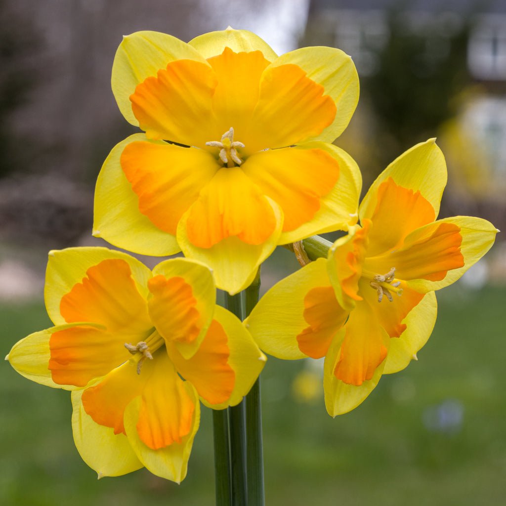 Boslowick - Special Narcissus - Fluwel