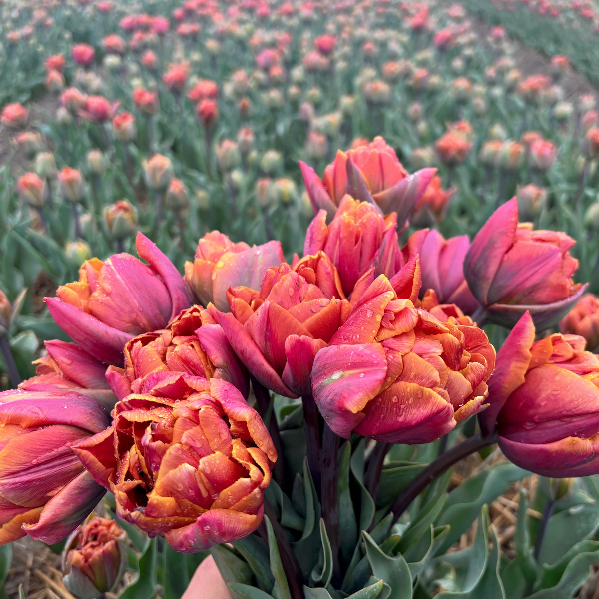 Brazil - Tulips - Fluwel