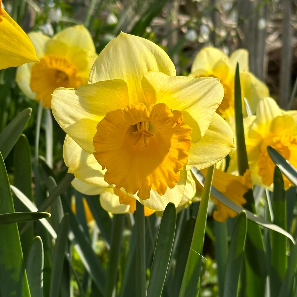Breath of Spring - gele Trumpet narcis - Fluwel