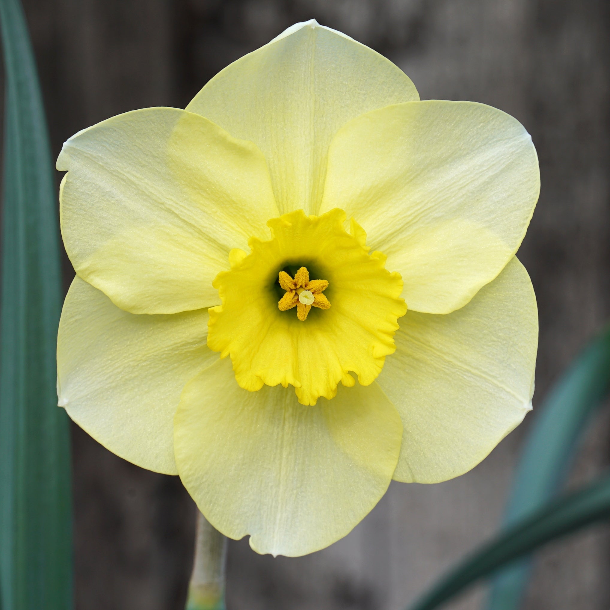 Broadwalk Beauty - Special Narcissus - Fluwel