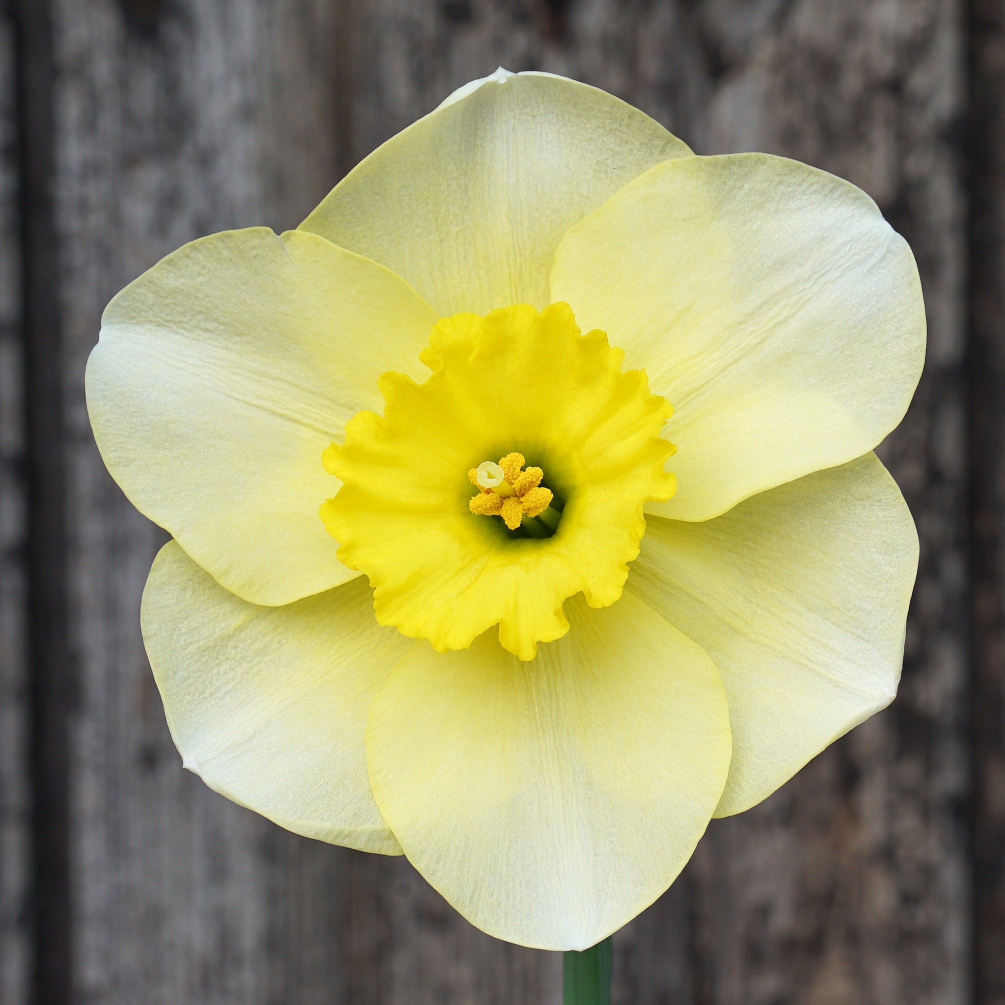 Broadwalk Beauty - Special Narcissus - Fluwel