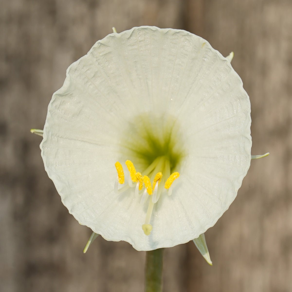 bulbocodium Ballroom Belle - Special Narcissus - Fluwel