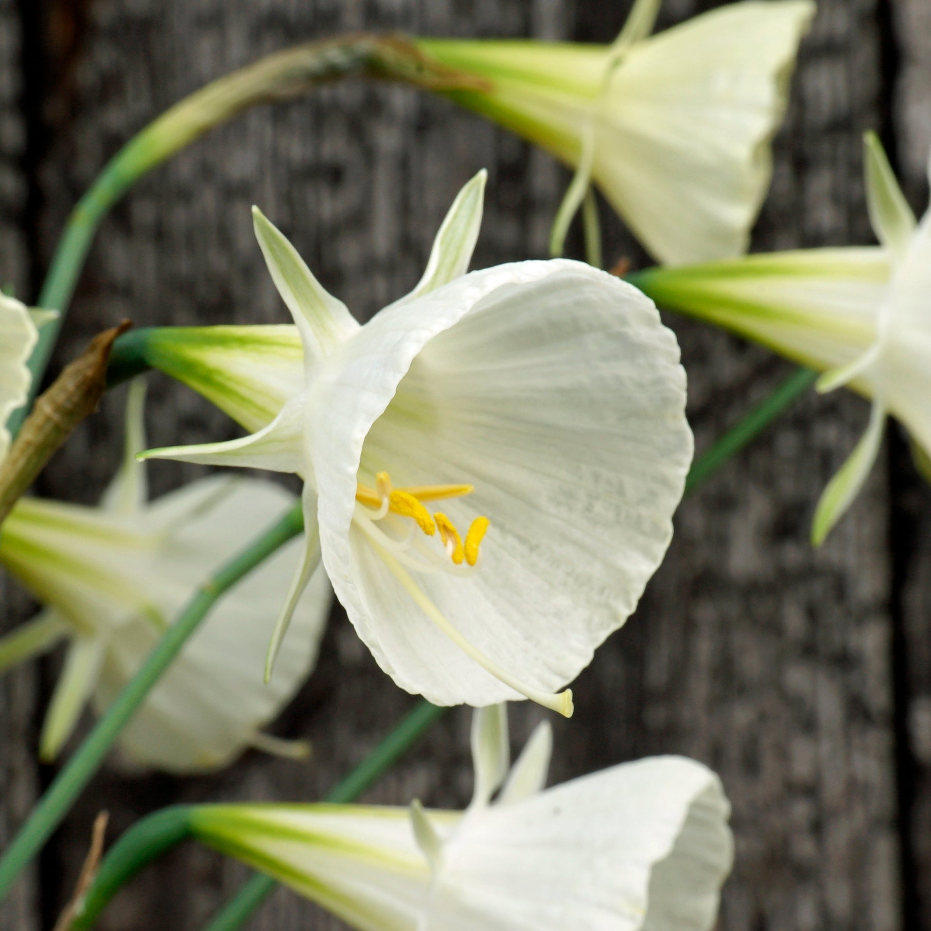bulbocodium Ballroom Belle - Special Narcissus - Fluwel