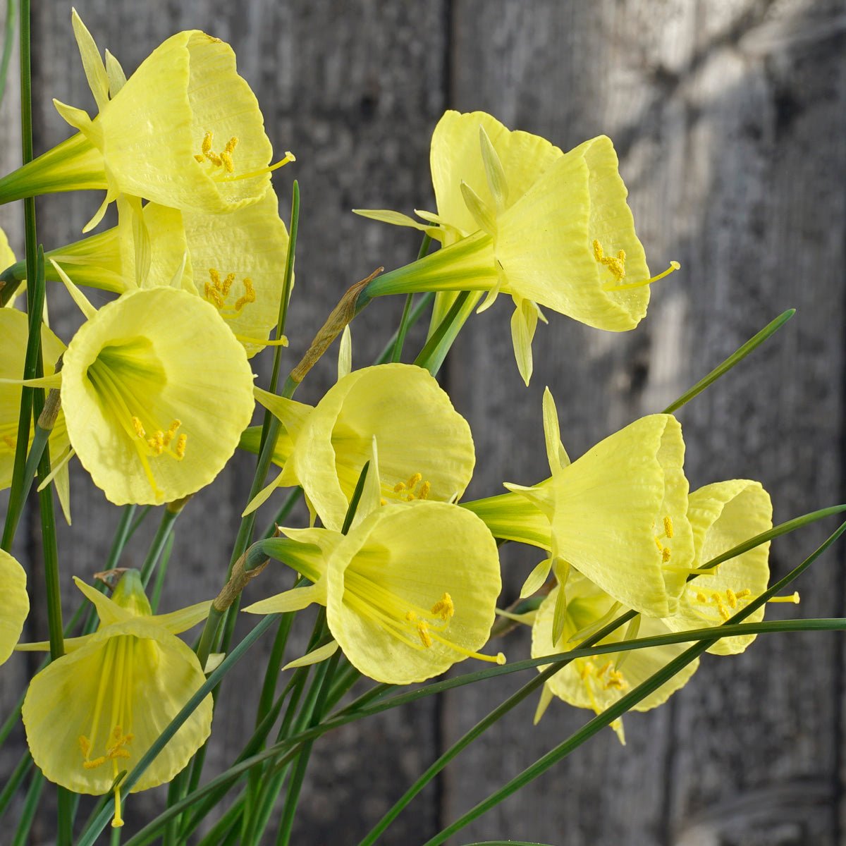 bulbocodium Capella Gold - Special Narcissus - Fluwel