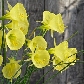 bulbocodium Capella Gold - Special Narcissus - Fluwel