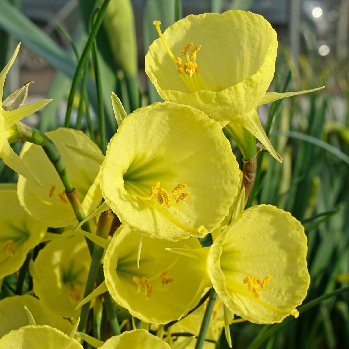 bulbocodium Capella Gold - gele Bulbocodium Hoop Petticoat narcis - Fluwel