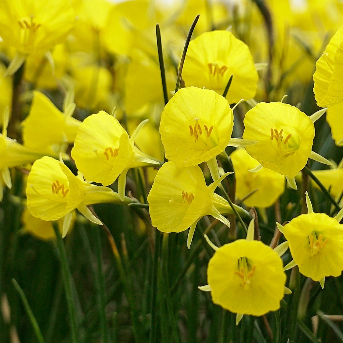 bulbocodium Casual Elegance - Special Narcissus - Fluwel