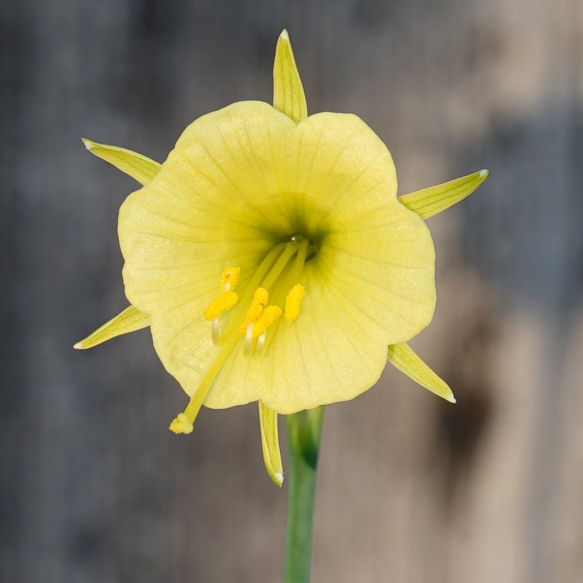 bulbocodium China Jewel - Special Narcissus - Fluwel