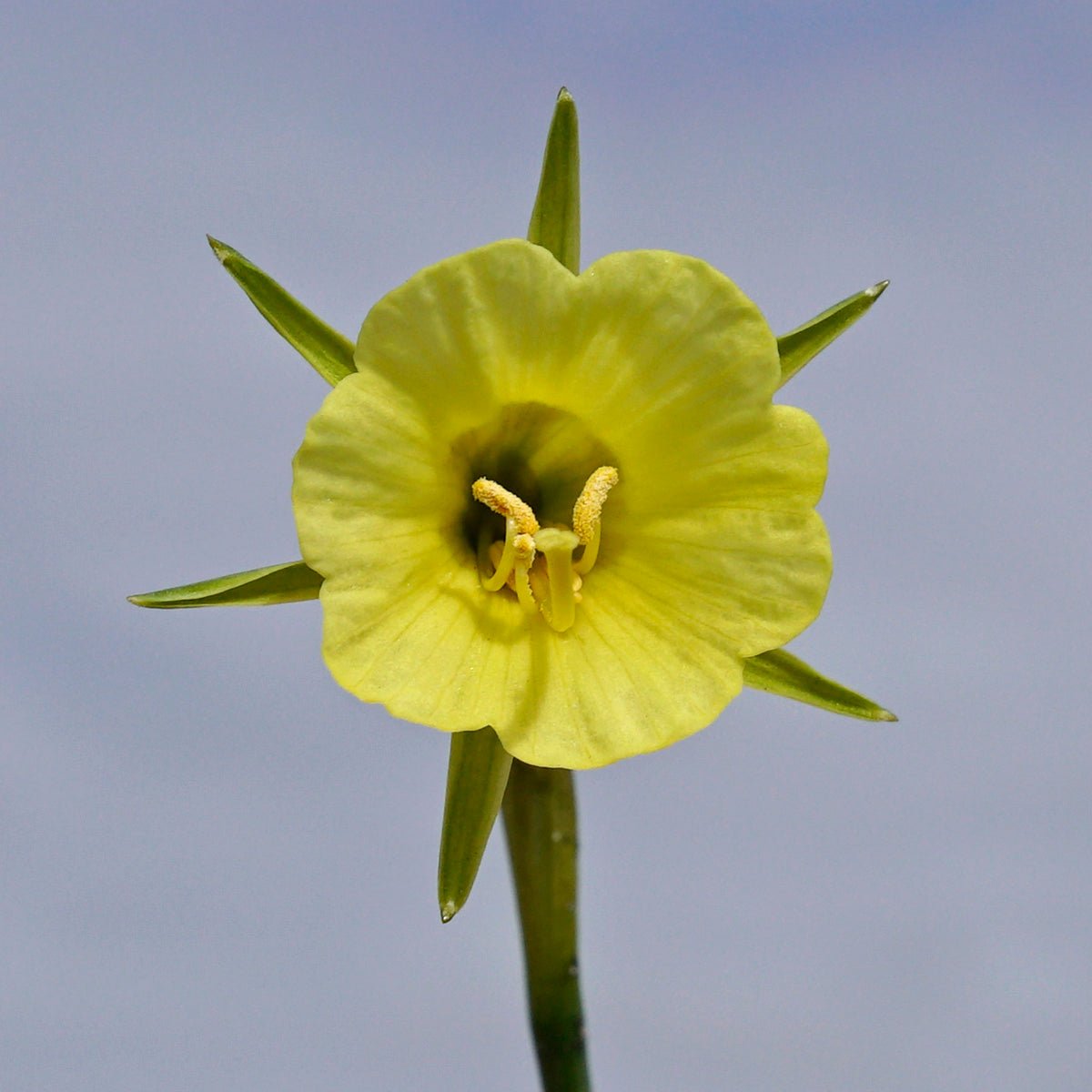 bulbocodium China Jewel - Special Narcissus - Fluwel