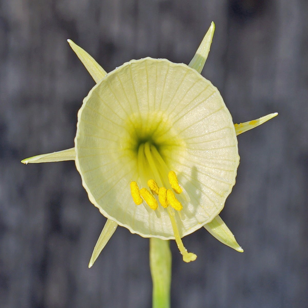 bulbocodium Delicate Design - Special Narcissus - Fluwel