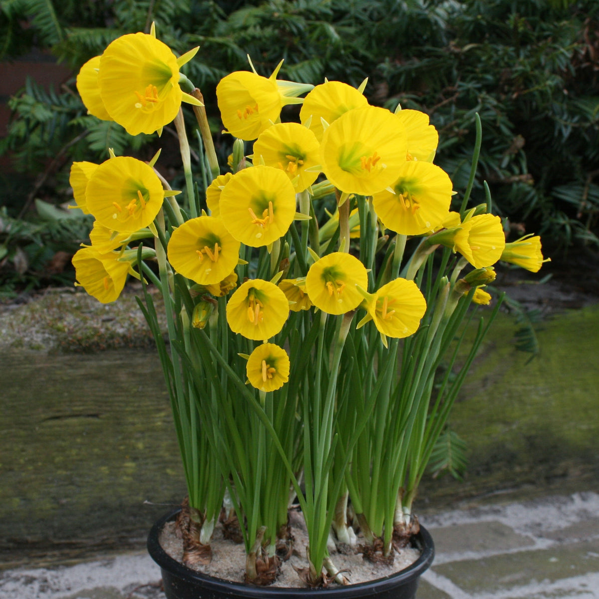 bulbocodium Oxford Gold - gele Bulbocodium Hoop Petticoat narcis - Fluwel