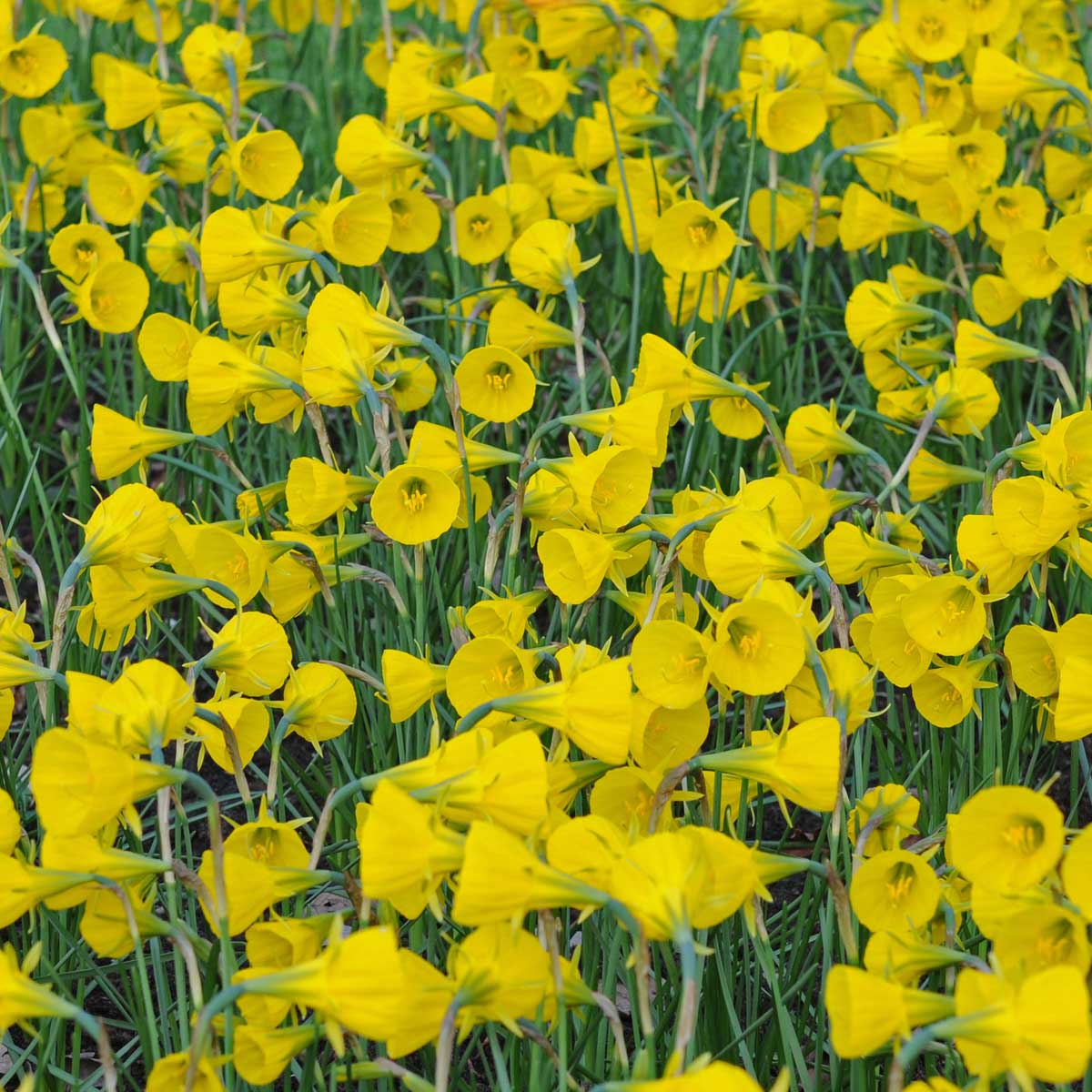 bulbocodium Oxford Gold - Narcissus - Fluwel